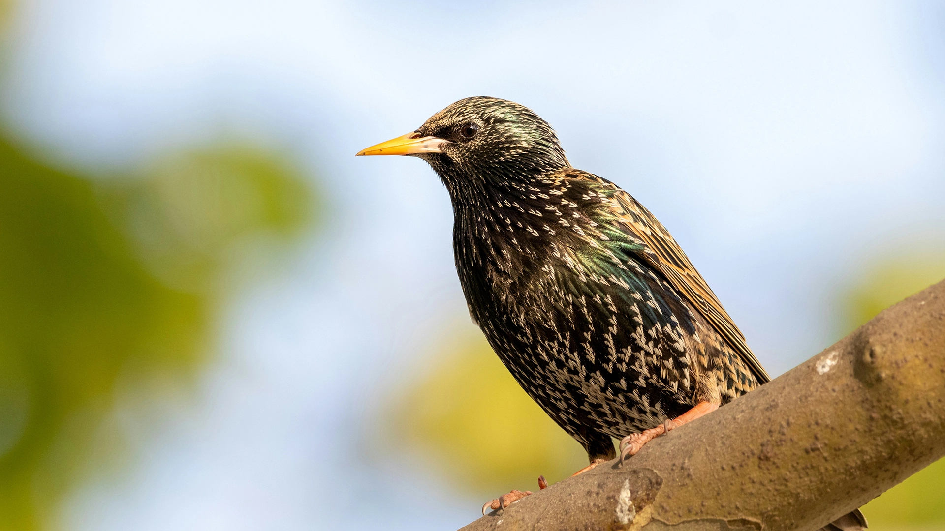 Onderzoekers Testen Hoe Ze Data Kunnen Opslaan Op Een Vogel